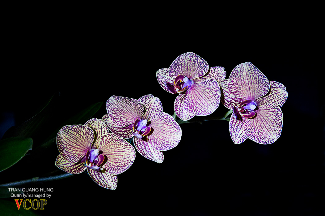 Orchids_783b1516s