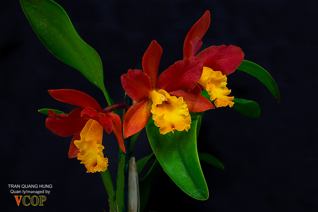 Orchids_783b9662s