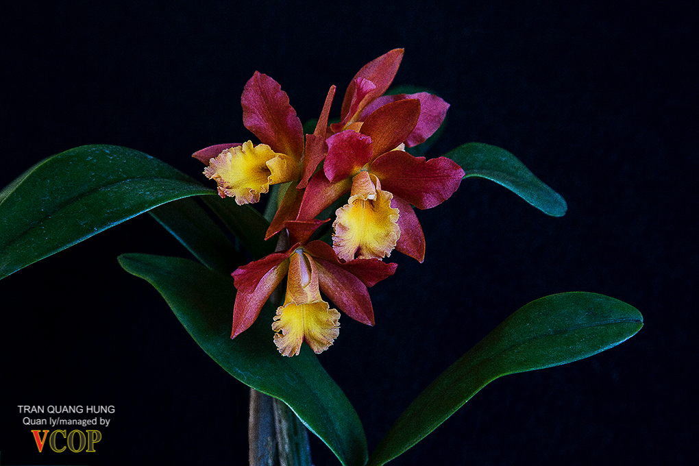 Orchids_783b9789s