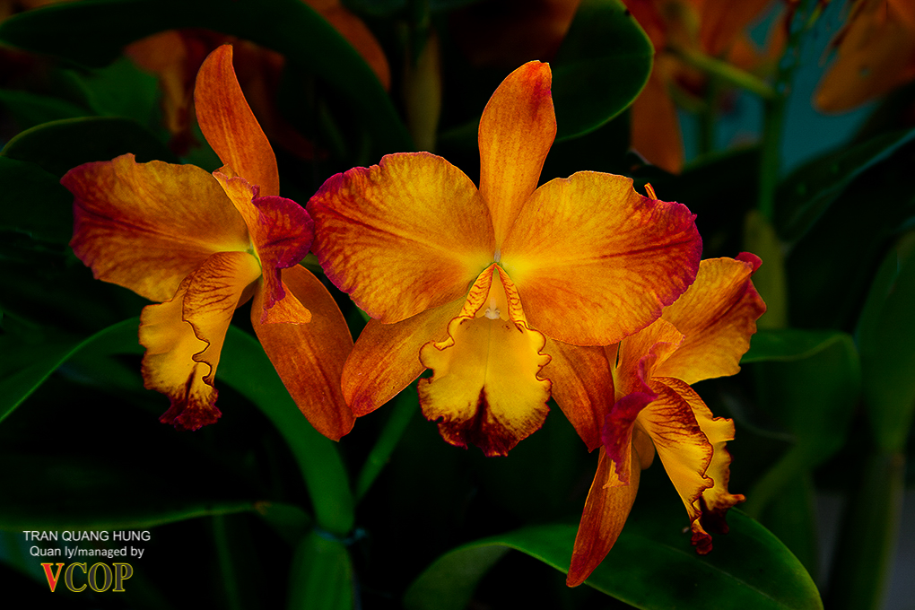 Orchids_783b9768s