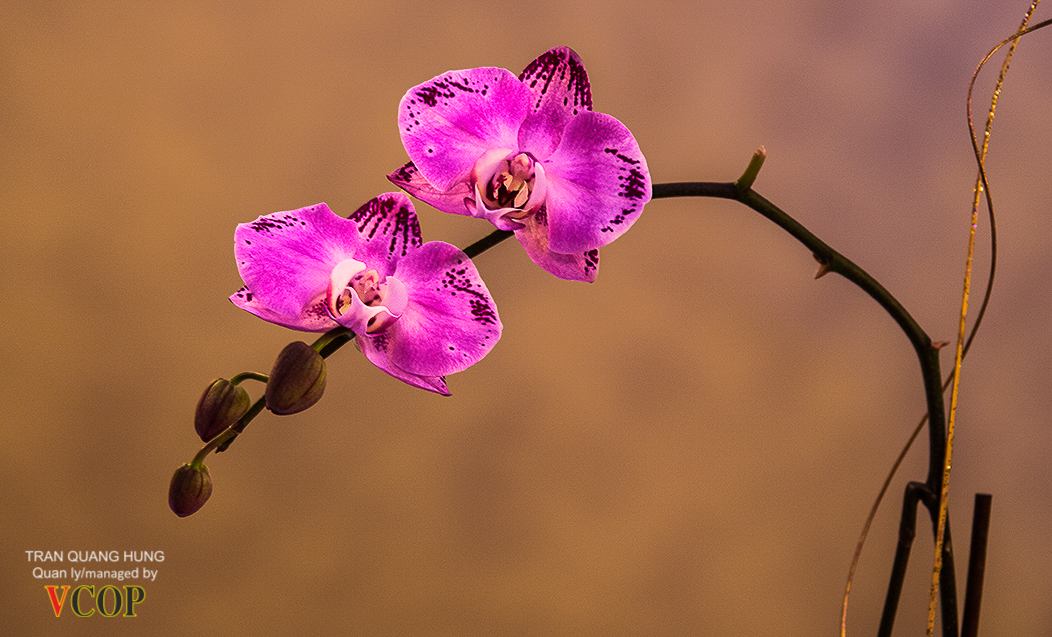 Orchids_9716138764